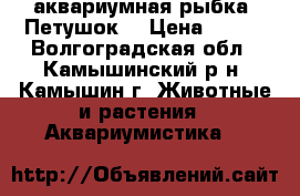 аквариумная рыбка “Петушок“ › Цена ­ 100 - Волгоградская обл., Камышинский р-н, Камышин г. Животные и растения » Аквариумистика   